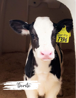 Adopt a Cow program brings dairy education to the classroom; Wisconsin enrollment is open