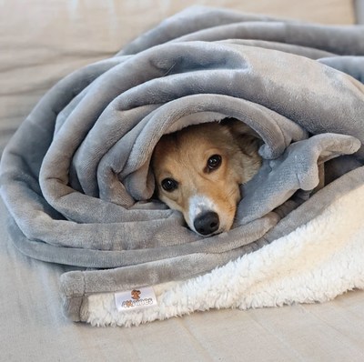 A Waterproof Plush Dog Blanket Built for Comfort & Protection