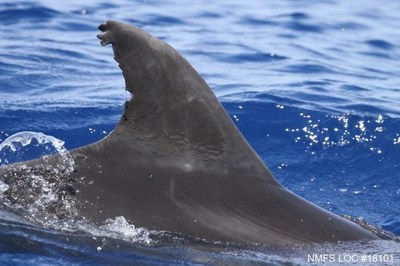 Fisheries Interactions More Threatening to Maui Nui Dolphins than Previously Thought: Pacific Whale Foundation Researchers Discover New Evidence