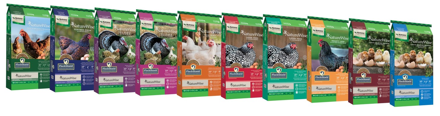 Cargill launches poultry feed with essential oils for healthy flocks and maximized egg production