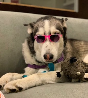 Canalside Inn Brings Awareness To Adopt-A-(Shelter) Dog Month By Supporting Delaware Humane Association