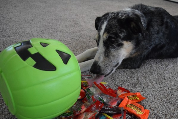 Chocolate Isn't the Only Scary Thing Threatening Your Pet This Halloween