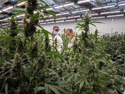 Phylos Named in mg Magazine's 50 Best Companies to Work for in Cannabis