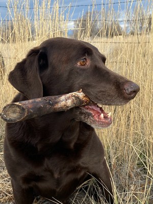 Probing Pooch Severely Poisoned by Eating 600 Sleep Supplements