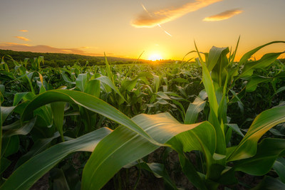 Estudio anuncia una nueva solución transformadora para el gusano cogollero del maíz, una de las principales plagas agrícolas del mundo