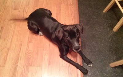 Hidden Heart Medication Poisons Pet Prior to Valentine's Day