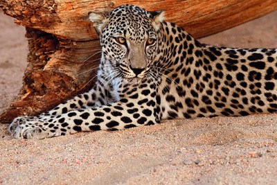 El Arabian Leopard Day inaugural se celebra en toda la región