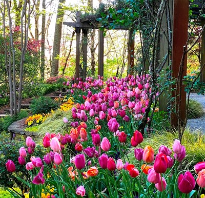 Spring starts at Gibbs Gardens with millions of daffodil blossoms