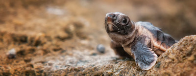 New Treatment Saves Sea Turtle Lives