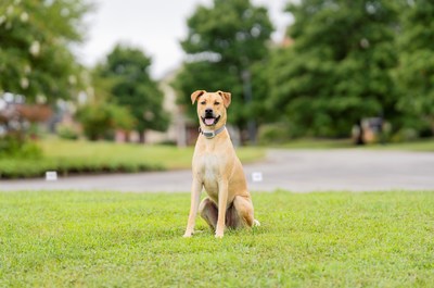 PetSafe® Launches New Classic In-Ground Fence™ System, Safely Containing Pets Outdoors