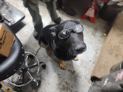 German Shepherd Exposed to Deadly Industrial Coolant - Case Number Matches Pi