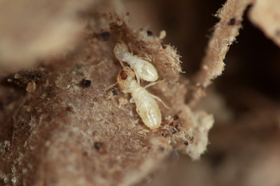 New Season, New #1 City on Orkin's Top 50 Termite Cities List