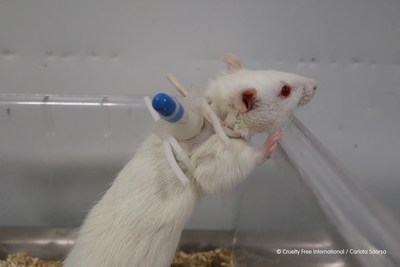 Cruelty Free Europe predice un enorme aumento de las cifras de ensayos con animales