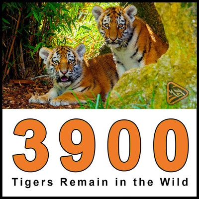 Endangered Tigers Organization Launched by a Grandfather on a Mission