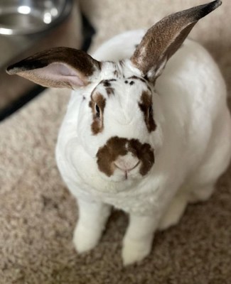 If Your Easter Bunny Catches Fleas, Don't Do This!