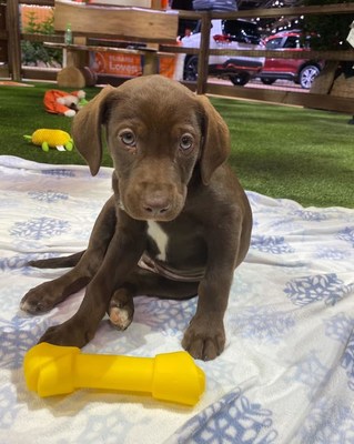 SUBARU HELPS ADOPTABLE PETS FIND LOVING HOMES AT THE 2022 NEW YORK INTERNATIONAL AUTO SHOW