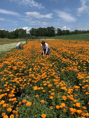 MegaFood® Announces Partnership with Certified Organic Herb Farm, Foster Farm Botanicals