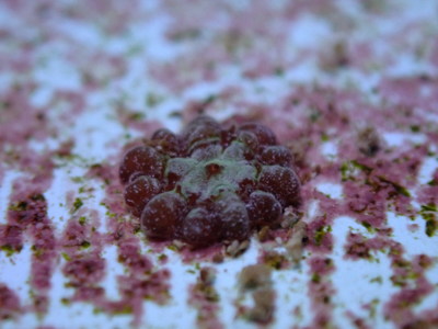 For the First Time, Rough Cactus Coral Cared for by SeaWorld at the Florida Coral Rescue Center (FCRC) Funded by Disney Conservation Fund and the Fish & Wildlife Foundation of Florida Produce Hundreds of Offspring Signaling a Hopeful Future for this Threatened Species