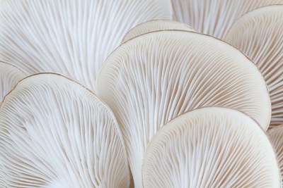 MycoTechnology Partners with Oman Investment Authority to Target Alternative Protein Opportunity