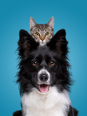1 in 3 U.S. Pet Parents Have Used Their Pet's Name as Their Password