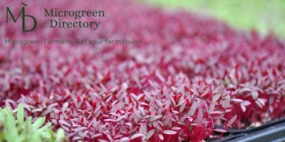 Microgreen Directory Is the Easiest Place to Find Fresh Local Year-Round Produce, and Most Farms Deliver