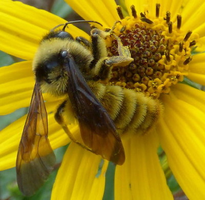 New Park Invites Guests to Tip Toe Amongst the Flowers and Help Pollinators Flourish