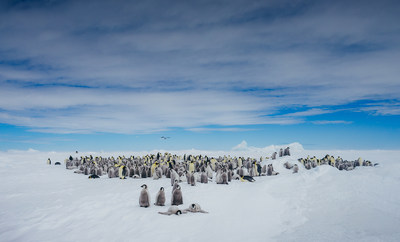 Quark Expeditions Returns to the Legendary Emperor Penguin Colony at Snow Hill