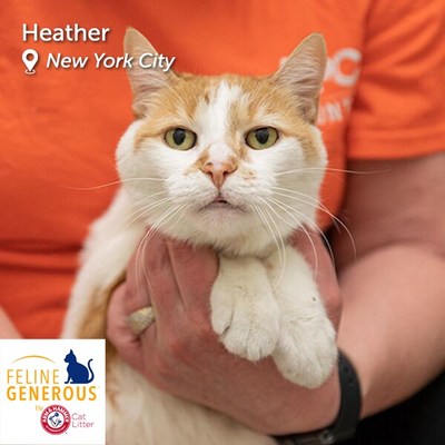 ASPCA and ARM & HAMMER™ Host "Fabulous Fosters" Contest in Celebration of June's Adopt a Shelter Cat Month