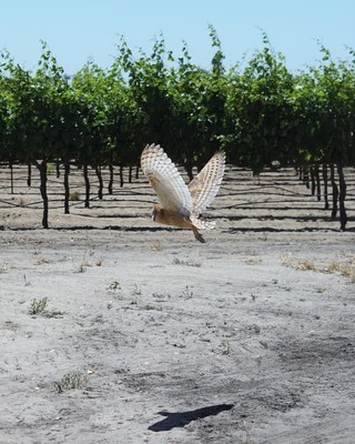 BABY BARN OWLS RELEASED IN MICHAEL DAVID WINERY VINEYARD