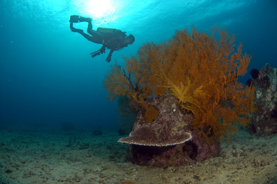 Memorial Reefs International Announces First New Jersey Dedication of 2021