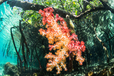 11th Hour Racing and The Ocean Agency Collaborate to Inspire with Stunning Ocean Content