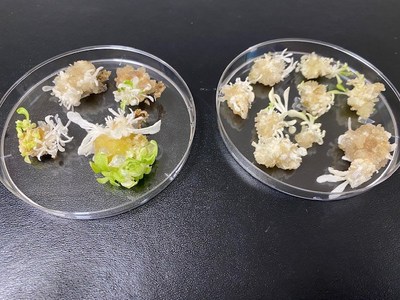 As FDA considers Cutting Nicotine in Cigarettes, Demeetra AgBio Announces It Can Produce Harm-Reduced Tobacco Products Through Gene Editing