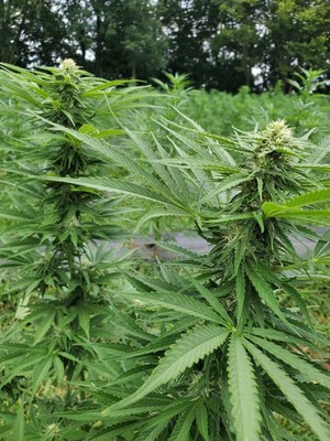 Demeetra AgBio Advances Major Pipeline for Therapeutic Cannabinoid Development; Invites Collaborations