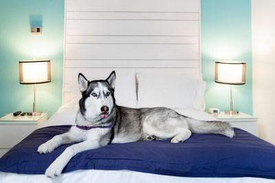 Canalside Inn is Dog Friendly at the Nation's Summer Capitol Rehoboth Beach, DE