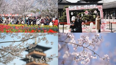 CCTV+: Los cerezos en flor atraen a turistas de todas partes a una ciudad del este de China